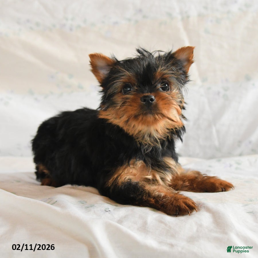 Yorkshire Terrier dogs Pixel - Ad 2