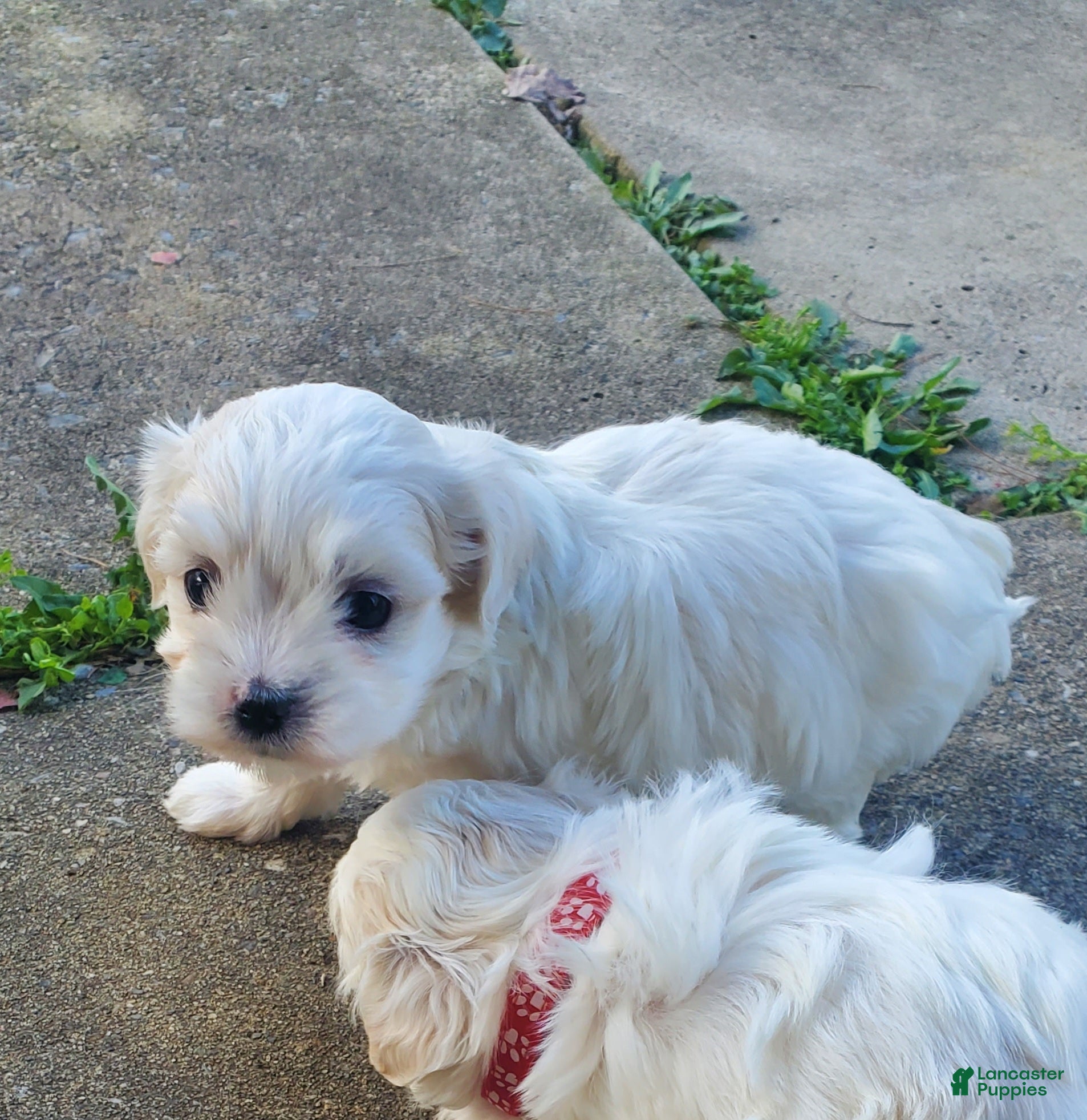 Maltese dogs Noah - Ad 40