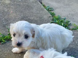 Maltese dogs Noah - Ad 40