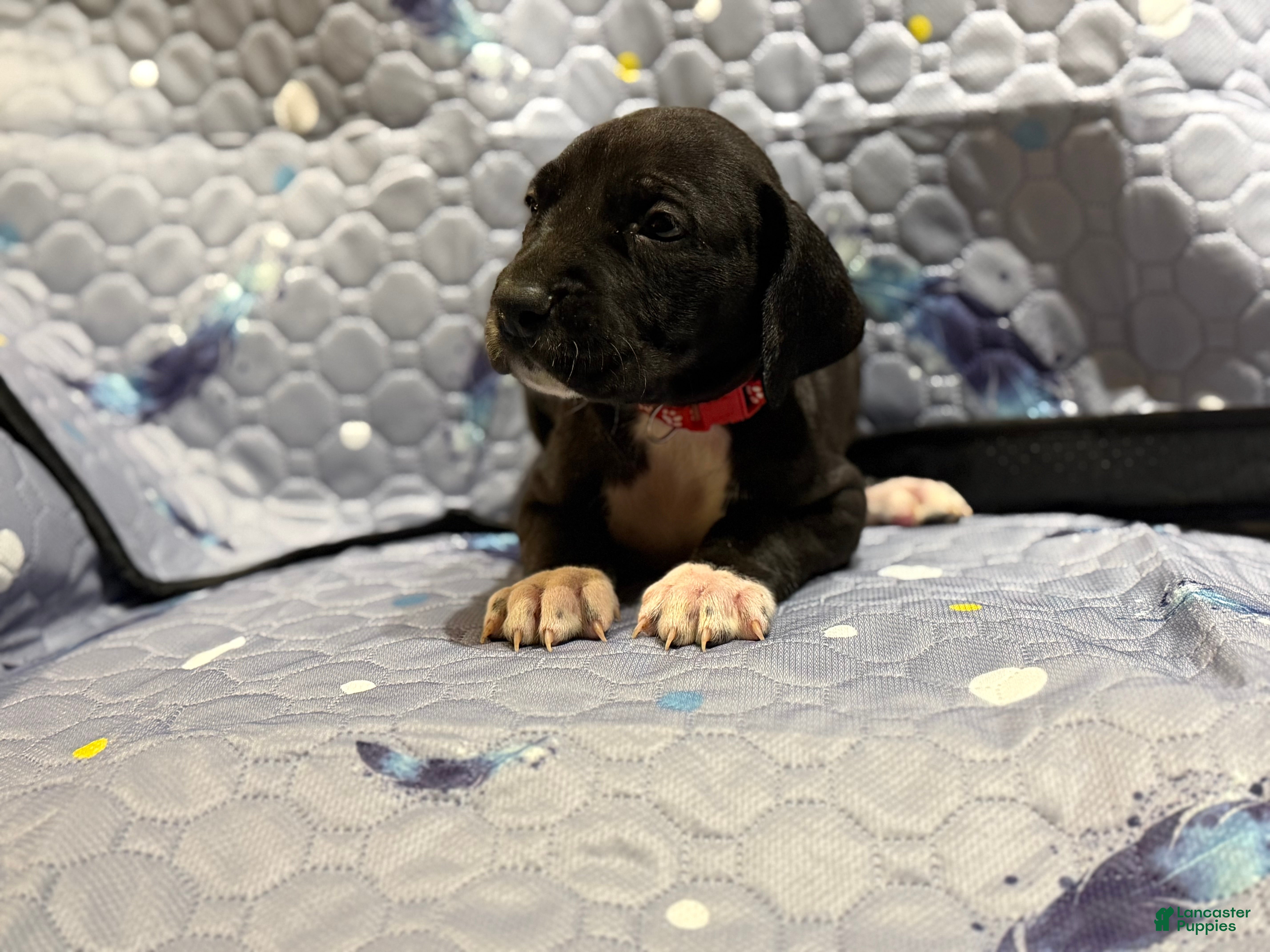 Great Dane dogs Berry - Ad 13