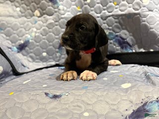 Great Dane dogs Berry - Ad 41