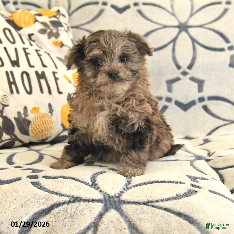 Mixed Breed dogs for sale: Polly - Ad 4