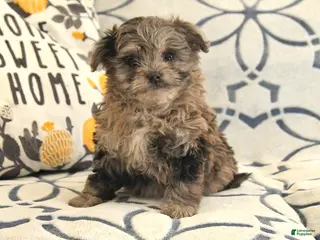 Mixed Breed dogs for sale: Polly - Ad 4