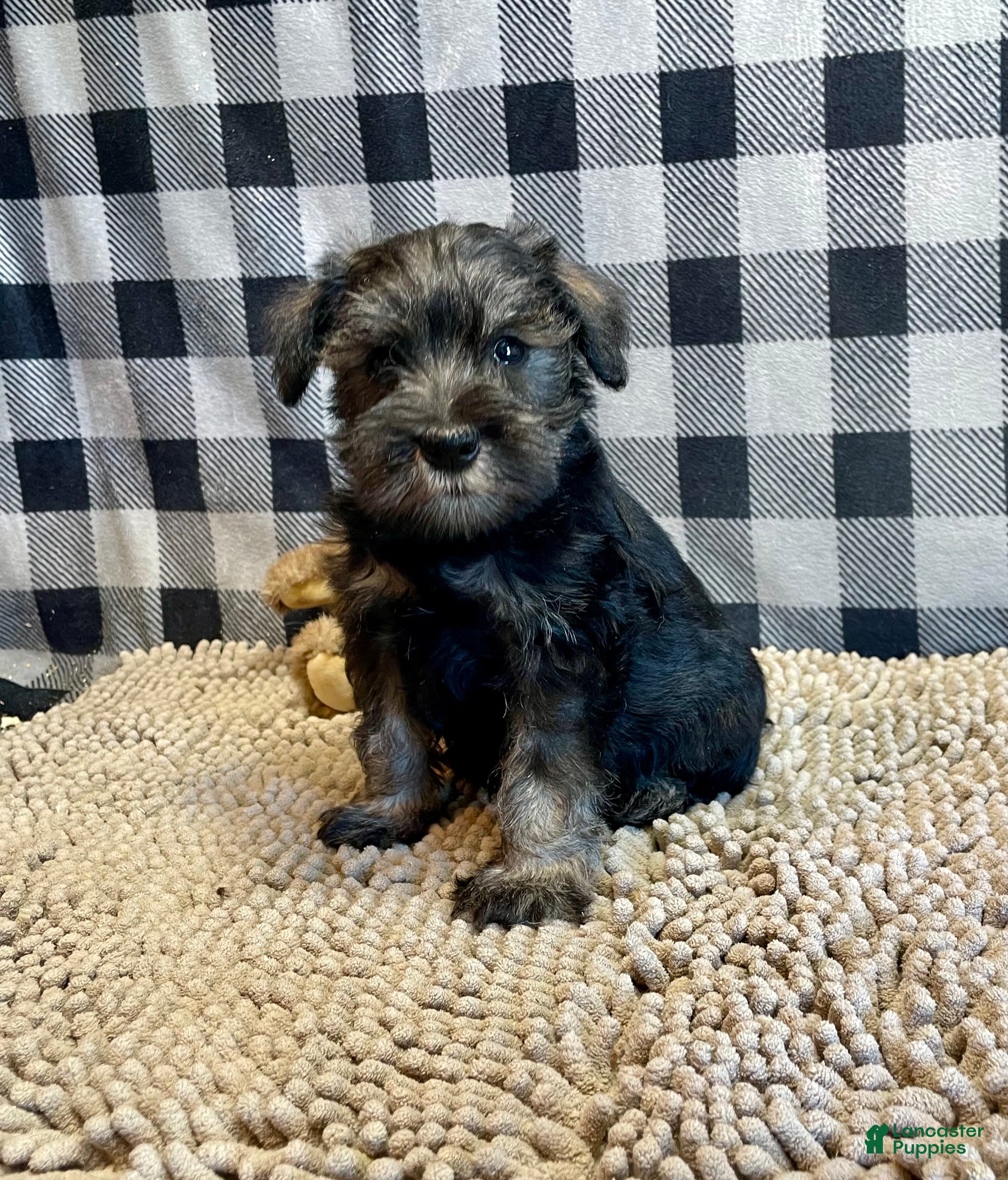 Miniature Schnauzer dogs Joel - Ad 5