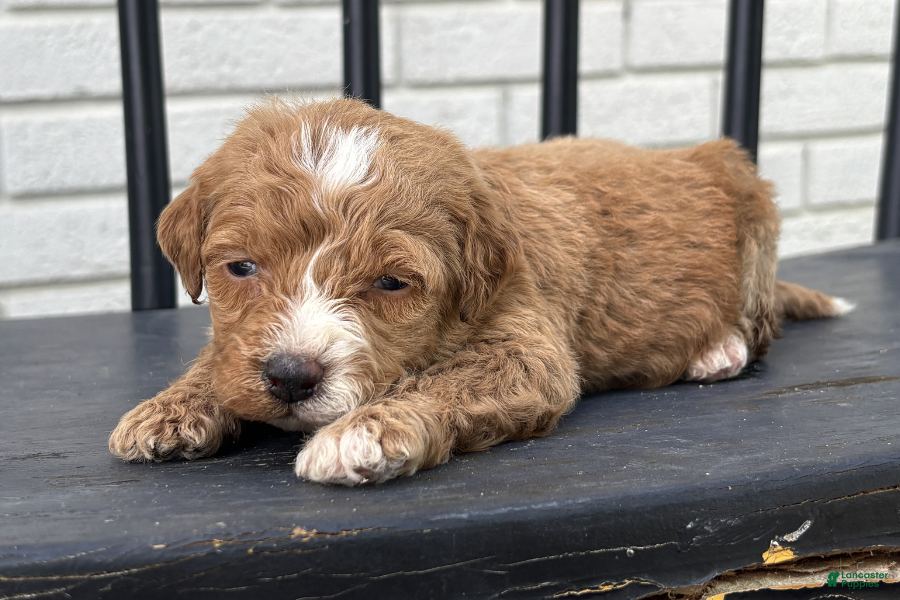 Mini Goldendoodle dogs Stephanie - Ad 18