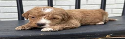 Mini Goldendoodle dogs for sale: Stephanie - Ad 1
