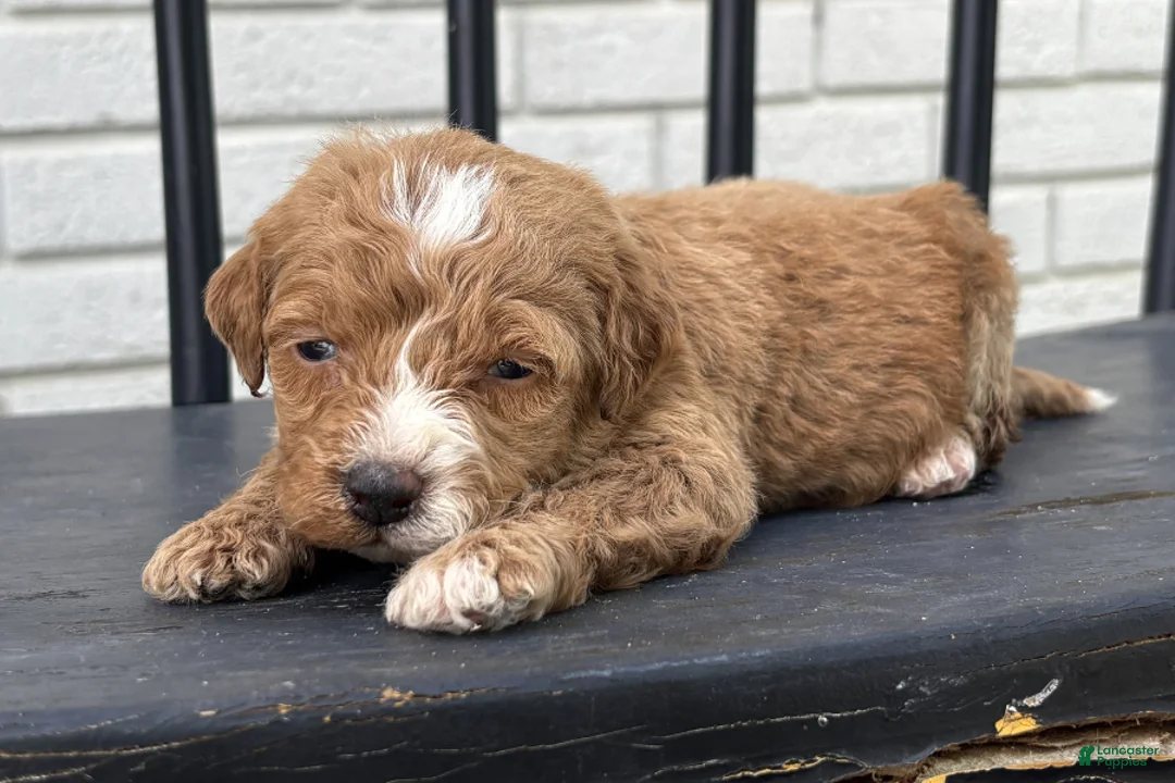 Mini Goldendoodle dogs for sale: Stephanie - Ad 1