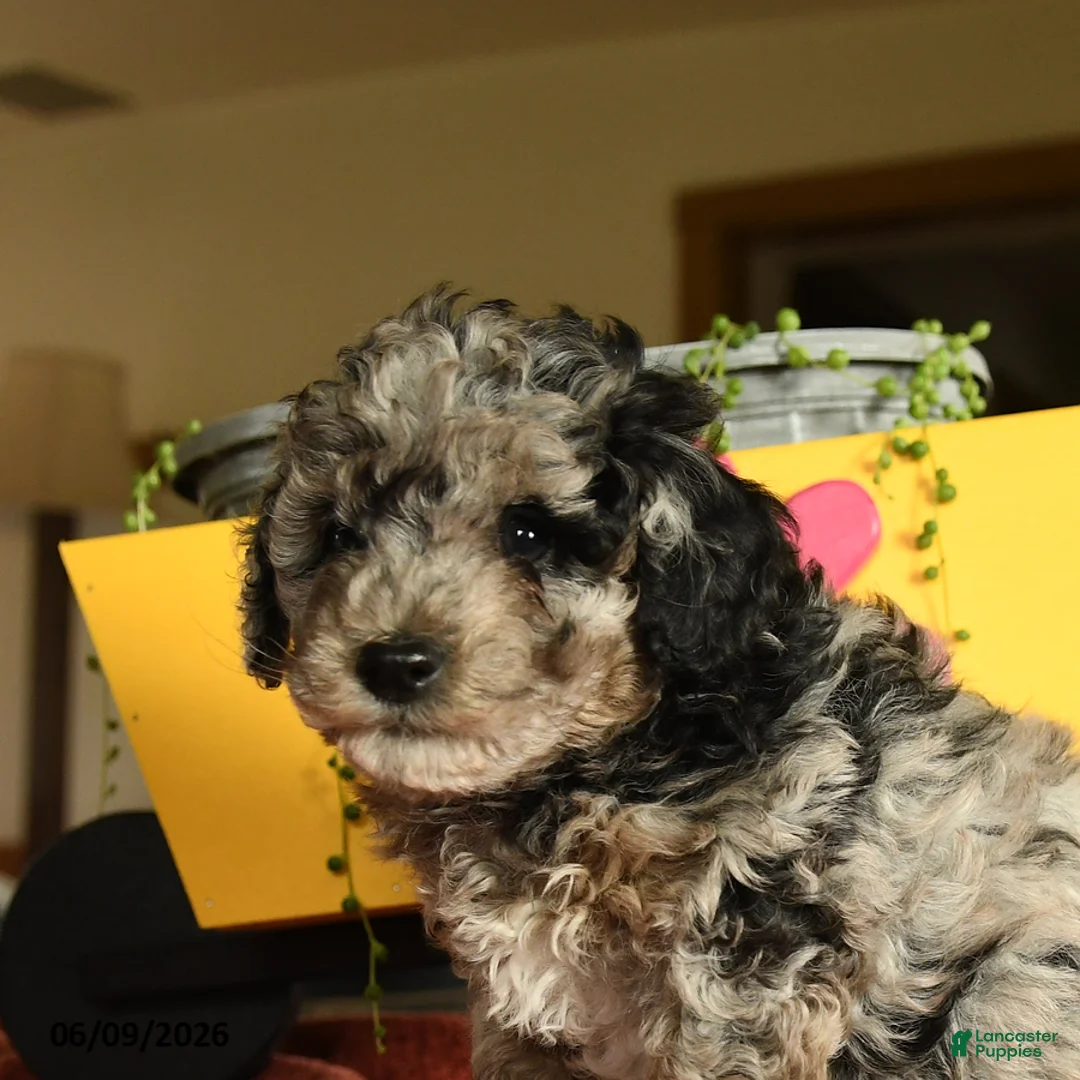 Miniature Poodle dogs for sale: Cecil - Ad 2