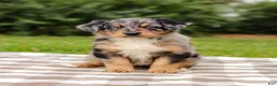 Aussiedoodle dogs for sale: Bailey Standard Sized - Ad 4