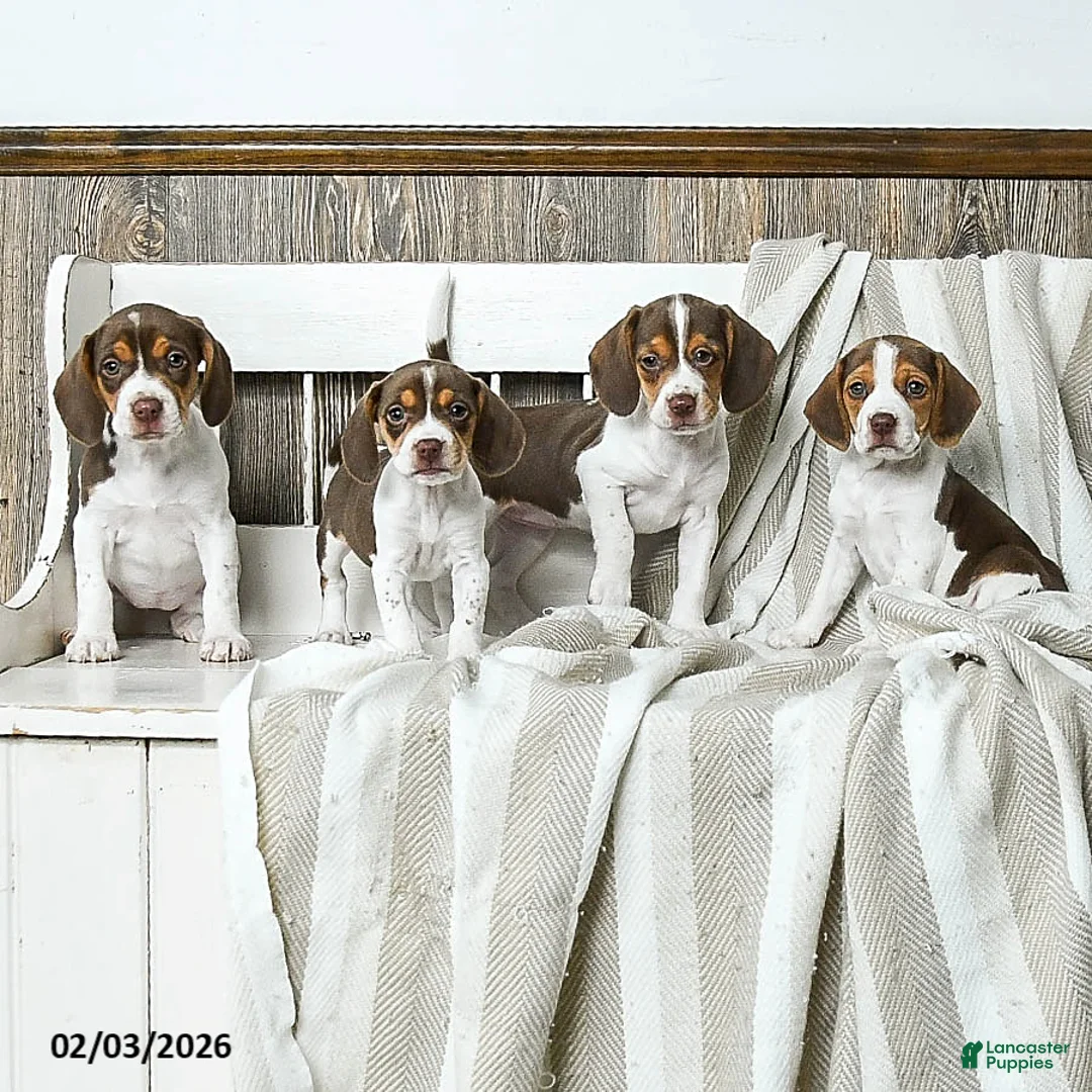 Beagle dogs for sale: Cappuccino - Ad 5