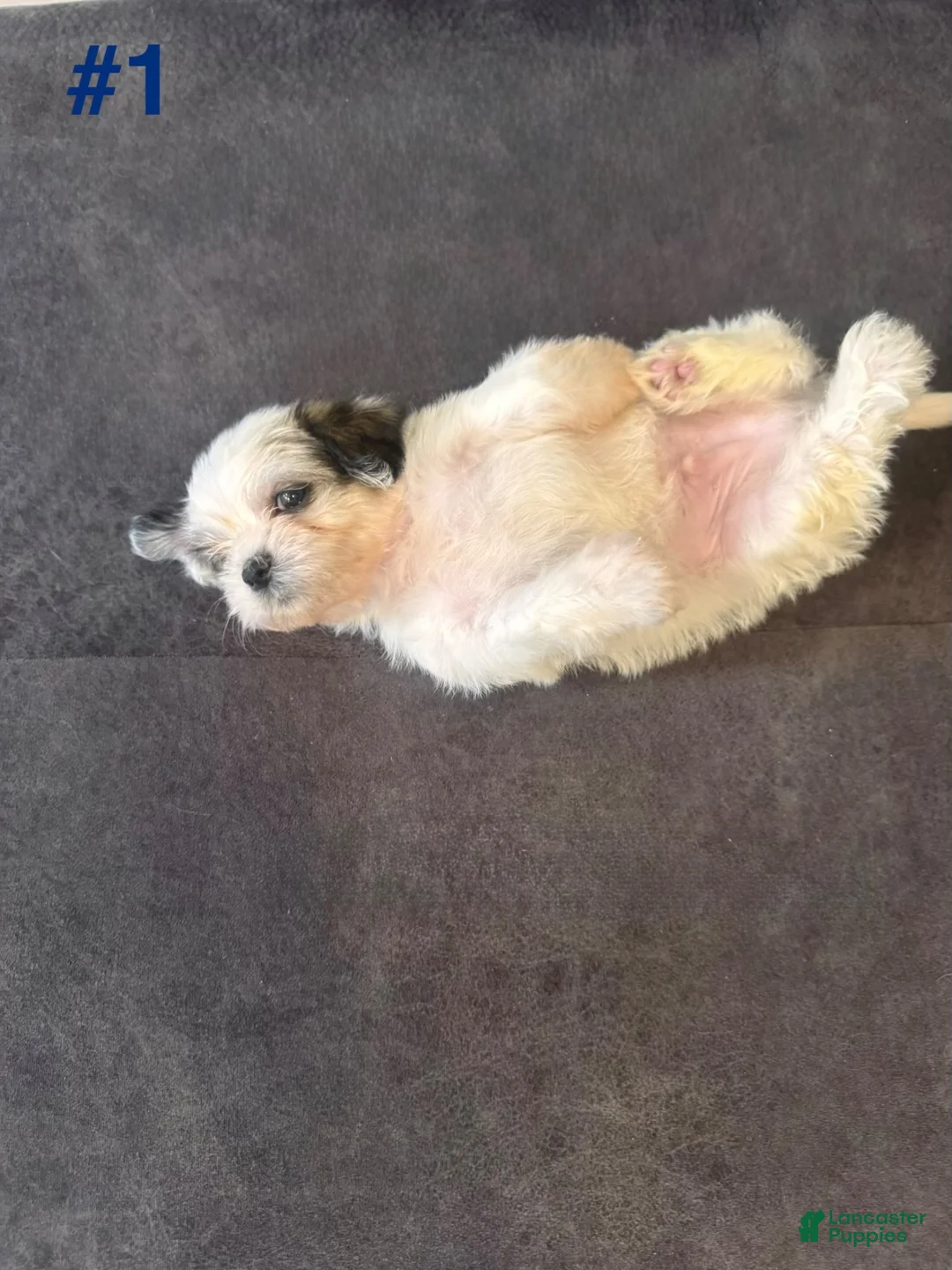 Shih Tzu dogs for sale: Shih Tzu 1 - Ad 2