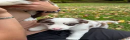 Border Collie dogs for sale: Specks - Ad 38