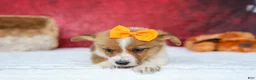 Welsh Corgi Pembroke dogs for sale: Audrey🦴  - Ad 12