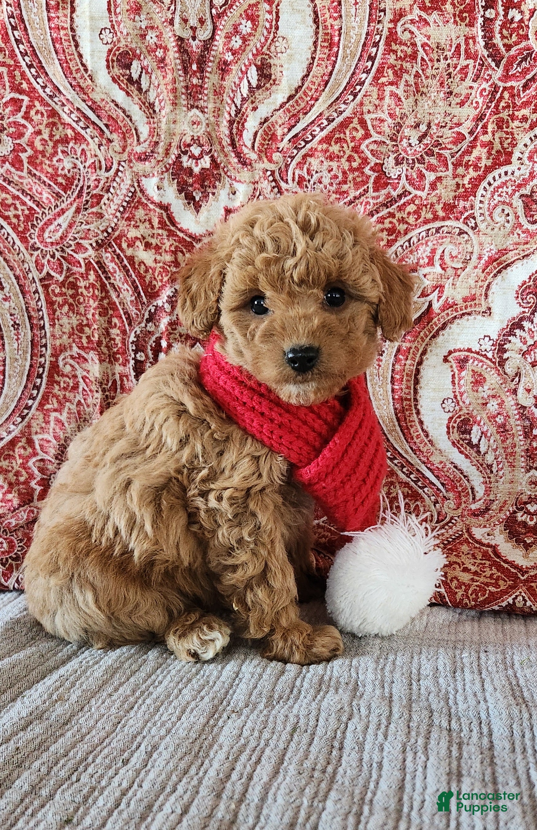 Mini Goldendoodle dogs Ana - Ad 20
