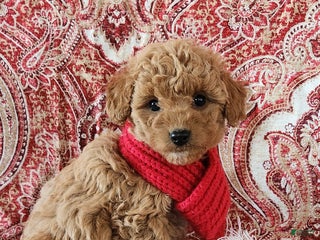 Mini Goldendoodle dogs Ana - Ad 41
