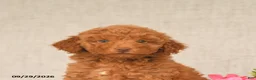 Toy Poodle dogs for sale: Teddy - Ad 5