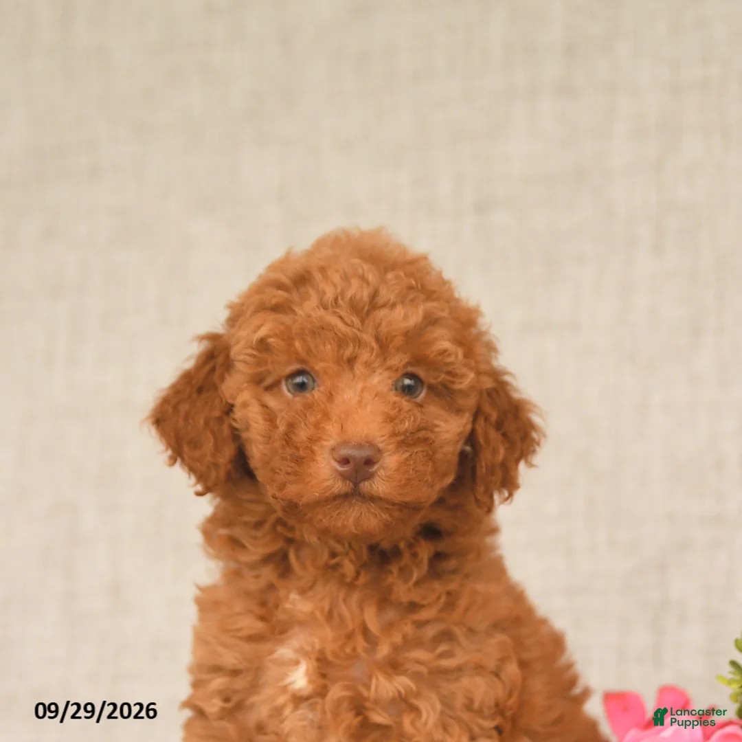 Toy Poodle dogs for sale: Teddy - Ad 5