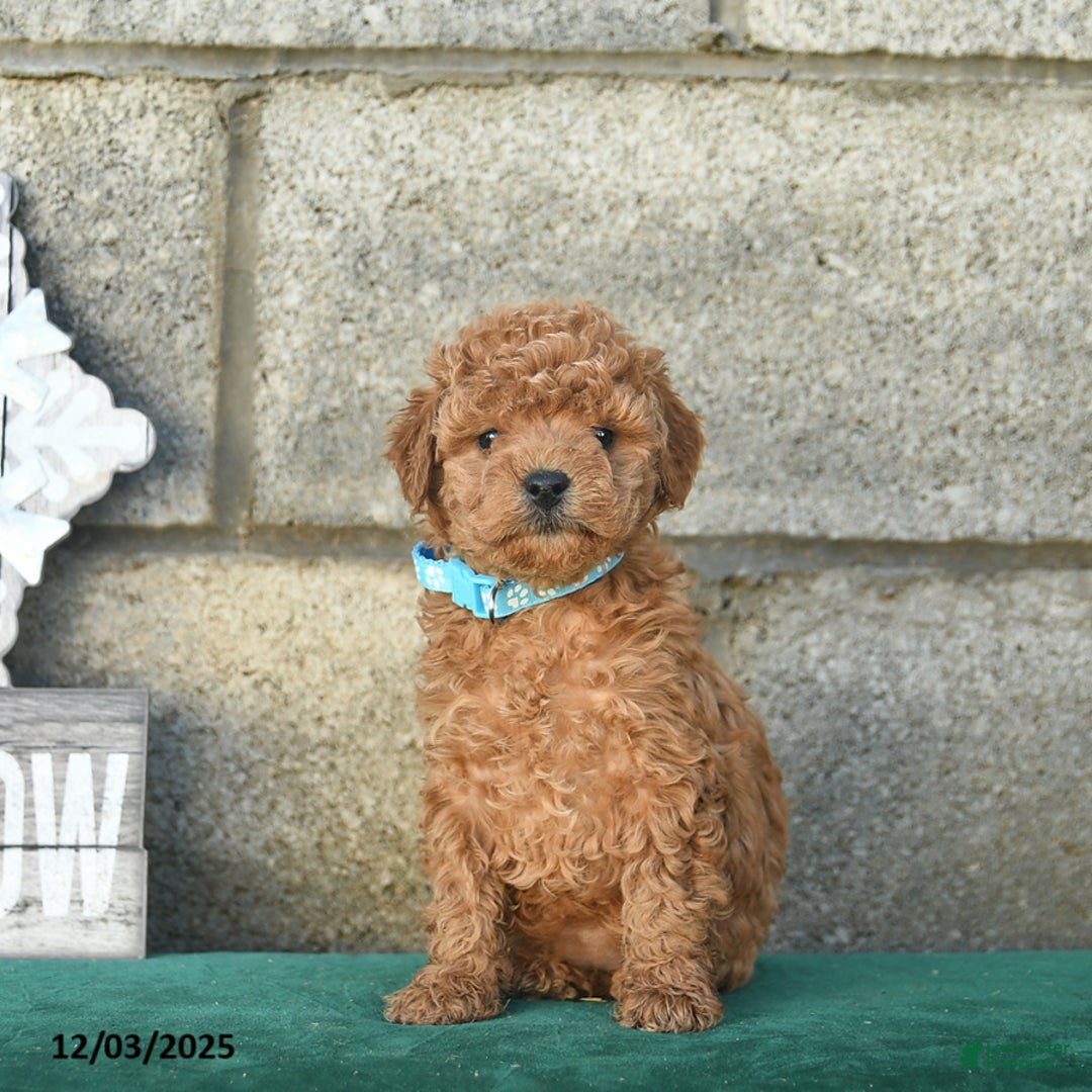 Miniature Poodle dogs for sale: Cinnamon   - Ad 1