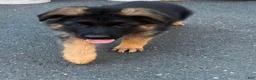 German Shepherd dogs for sale: Gerda - Ad 5