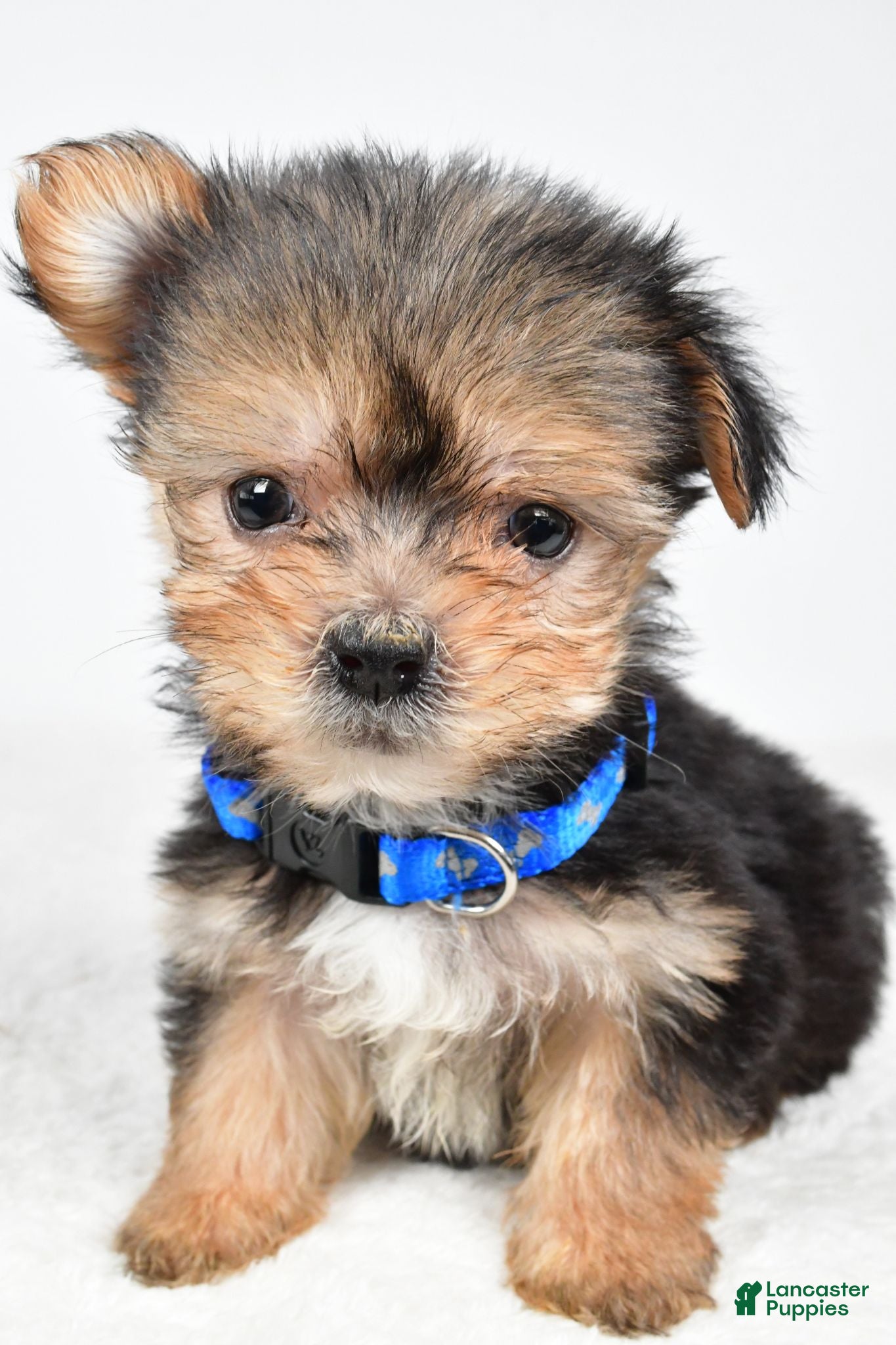 Morkie dogs Jeff teacup - Ad 1