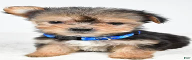 Jeff teacup