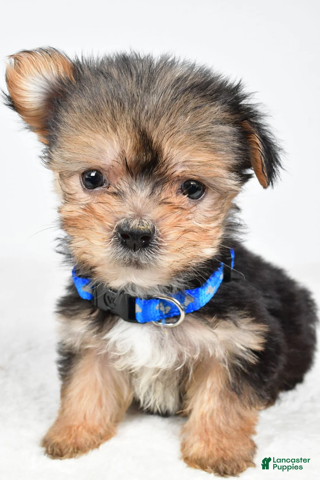 Morkie dogs for sale: Jeff teacup - Ad 1