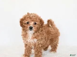 Miniature Poodle dogs Hero - Ad 7