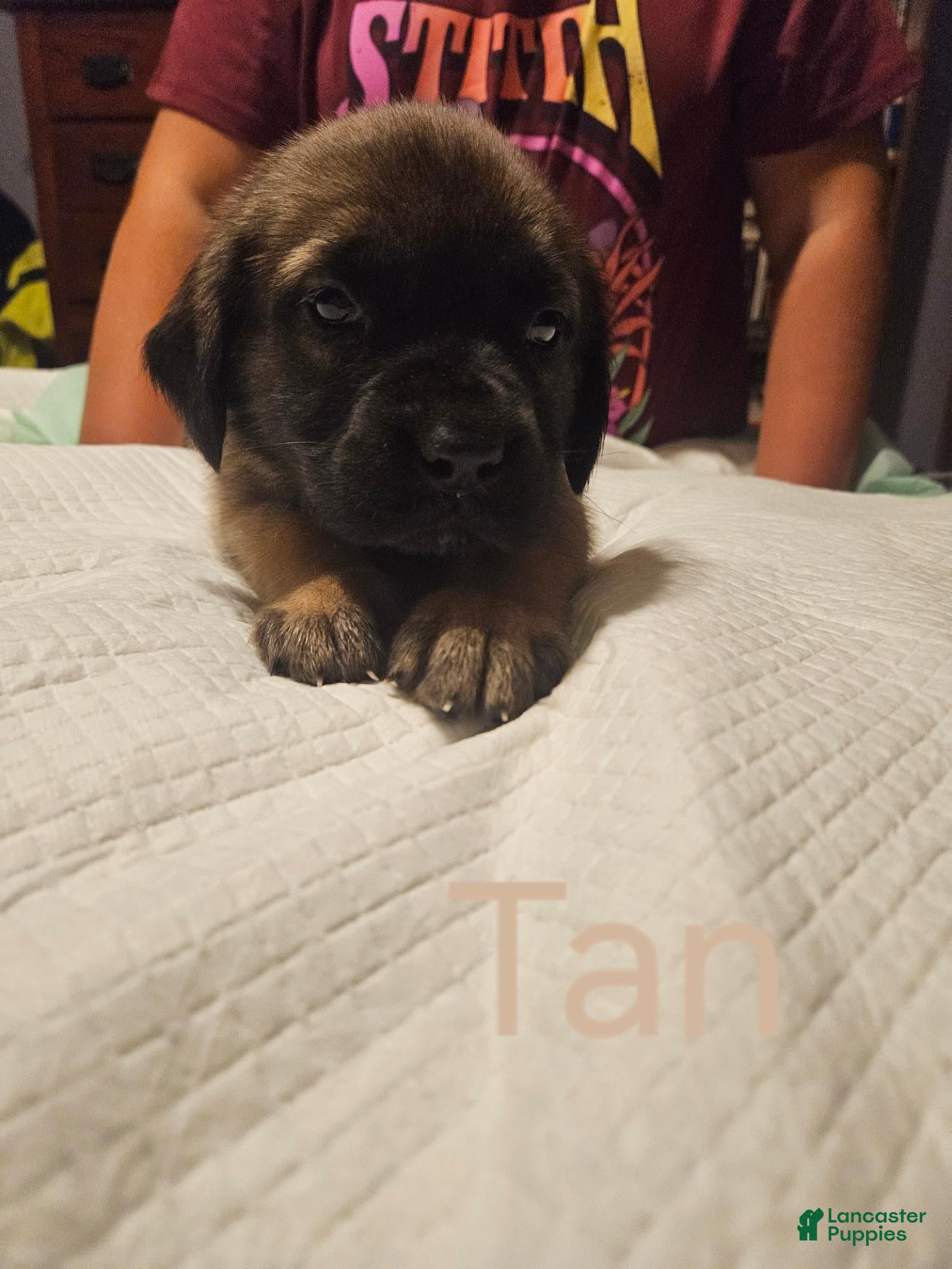 English Mastiff dogs English Mastiff 7 - Ad 19