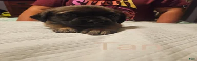 English Mastiff 7