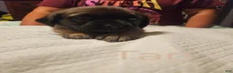 English Mastiff dogs for sale: English Mastiff 7 - Ad 1