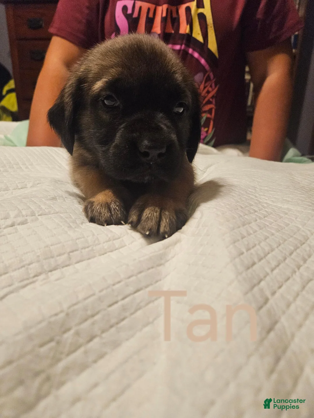 English Mastiff dogs for sale: English Mastiff 7 - Ad 1