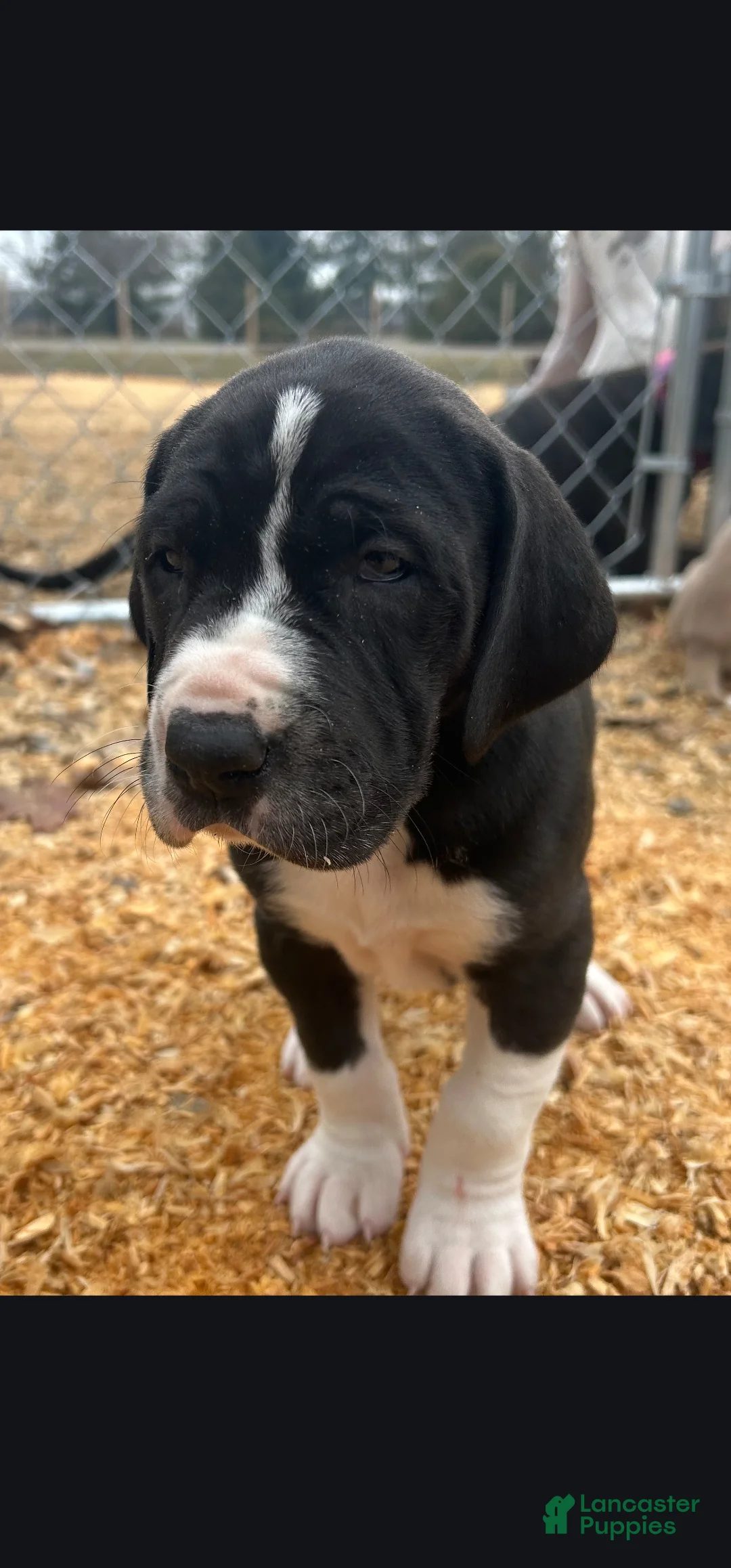 Great Dane dogs for sale: Mantle Female  - Ad 1