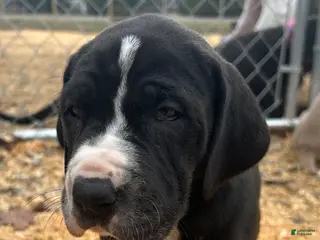 Great Dane dogs for sale: Mantle Female - Ad 1