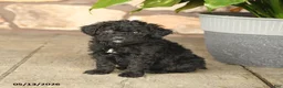 Double Doodle dogs for sale: Blackie - Ad 4