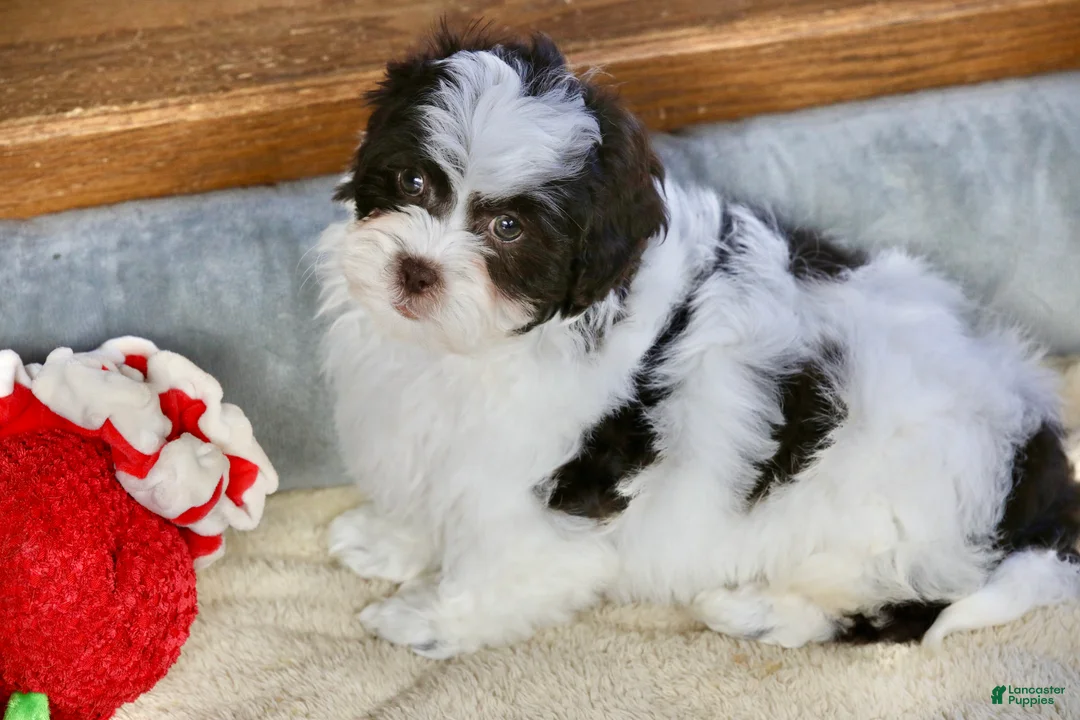 Shihpoo dogs for sale: Everlee - Ad 9