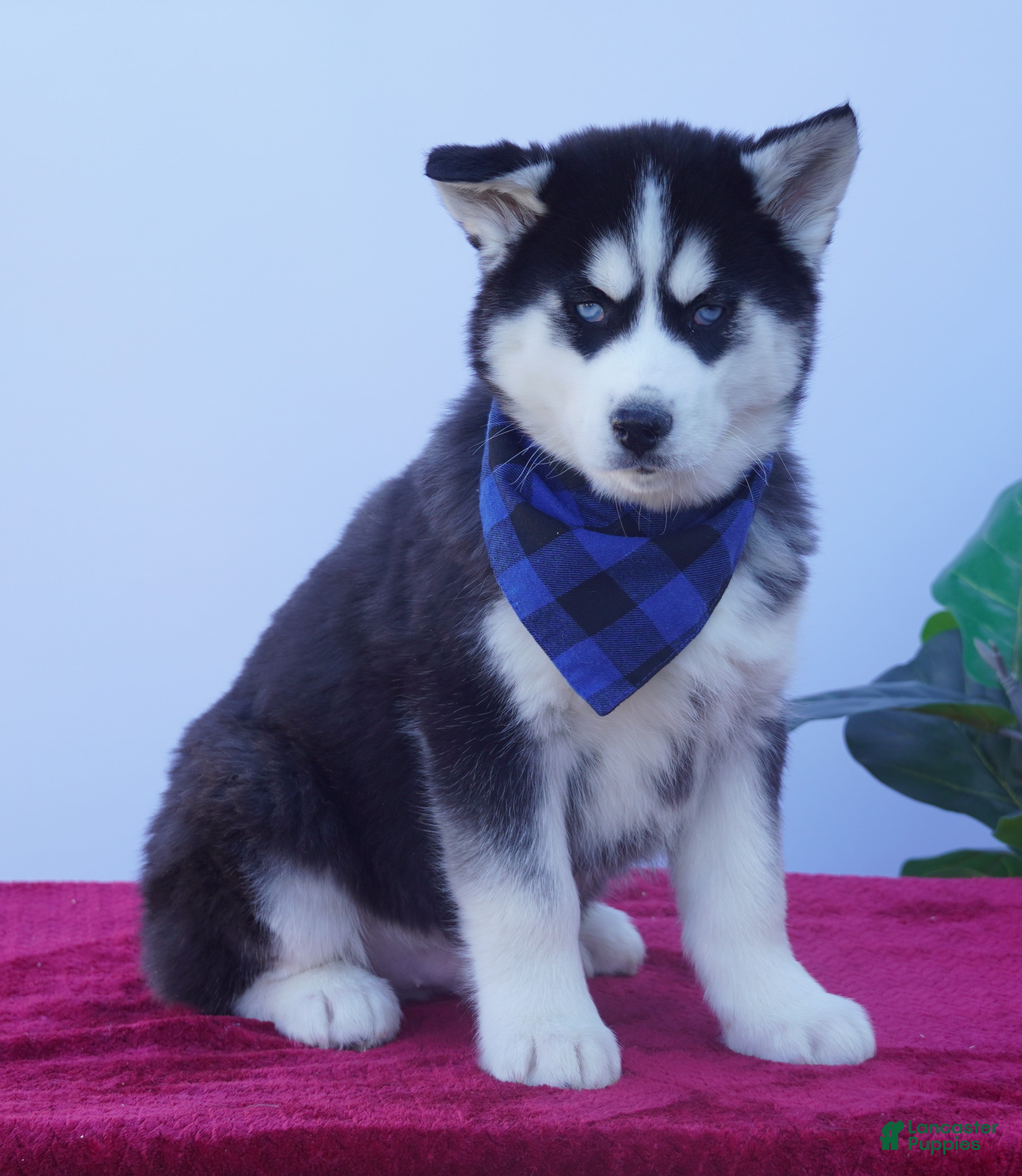 Siberian Husky dogs Rambo - Ad 1