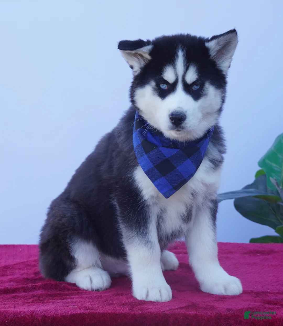 Siberian Husky dogs for sale: Rambo - Ad 1