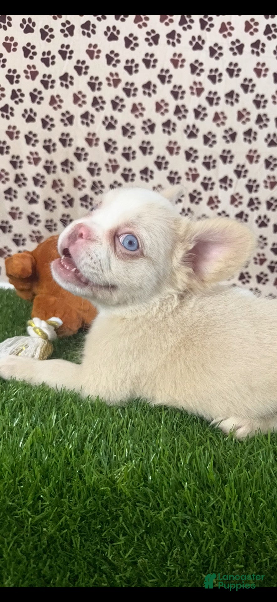 French Bulldog dogs Athena - Ad 22