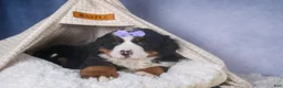 Bernese Mountain Dog dogs for sale: HONEY - Ad 5