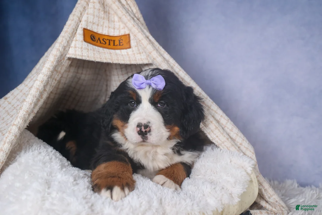 Bernese Mountain Dog dogs for sale: HONEY - Ad 5