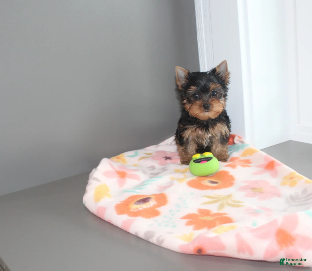 Yorkshire Terrier dogs for sale: Pansy - Ad 1