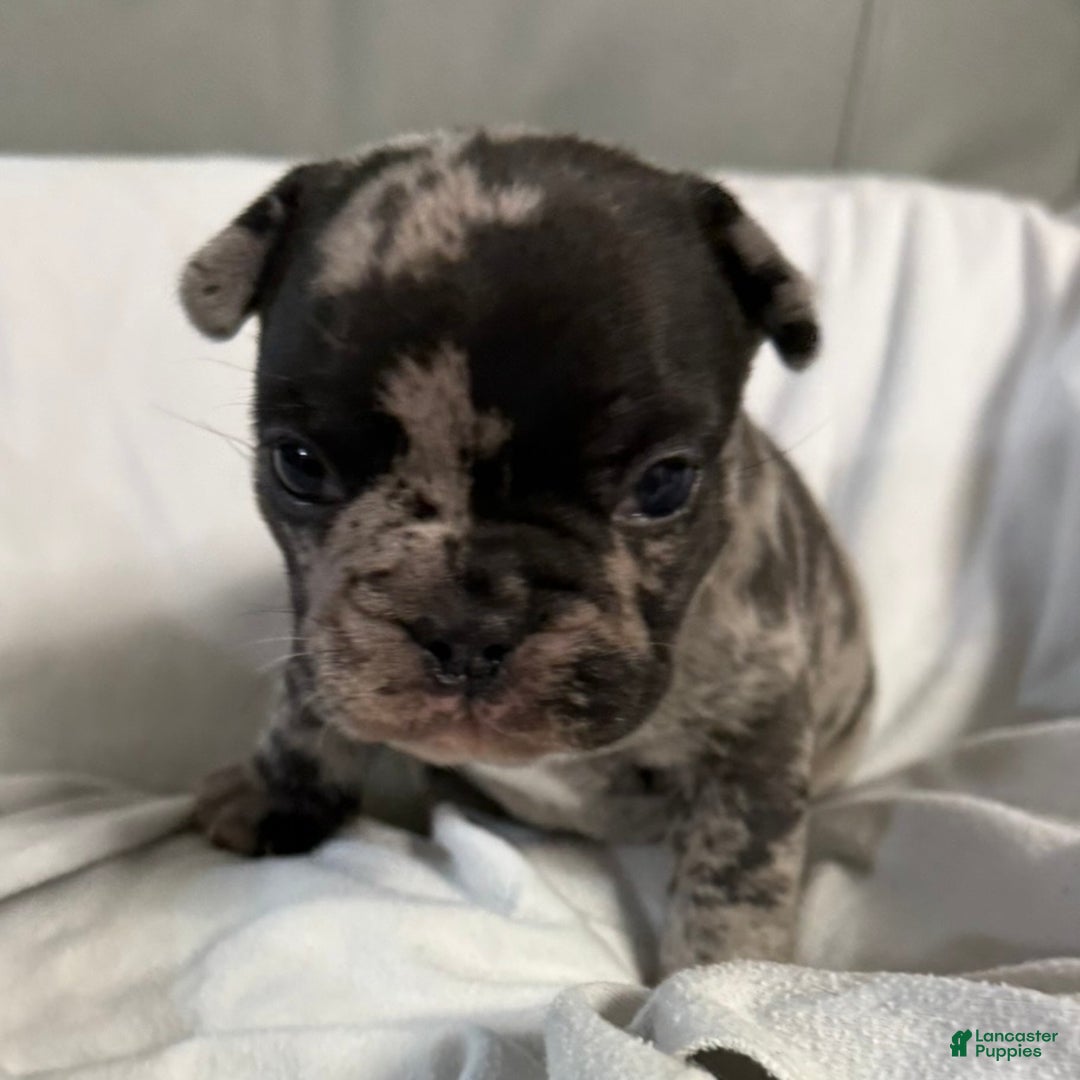 French Bulldog dogs for sale: Prince - Ad 9
