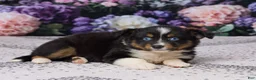 Miniature Australian Shepherd dogs for sale: Kelly - Ad 4