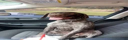 Mixed Breed dogs for sale: Mixed Breed 1 - Ad 7