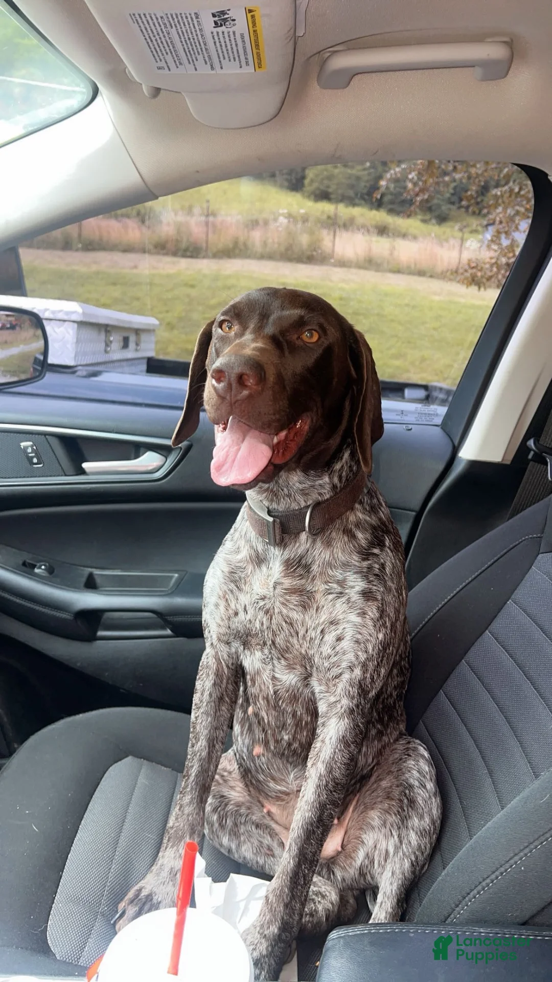 Mixed Breed dogs for sale: Mixed Breed 1 - Ad 7