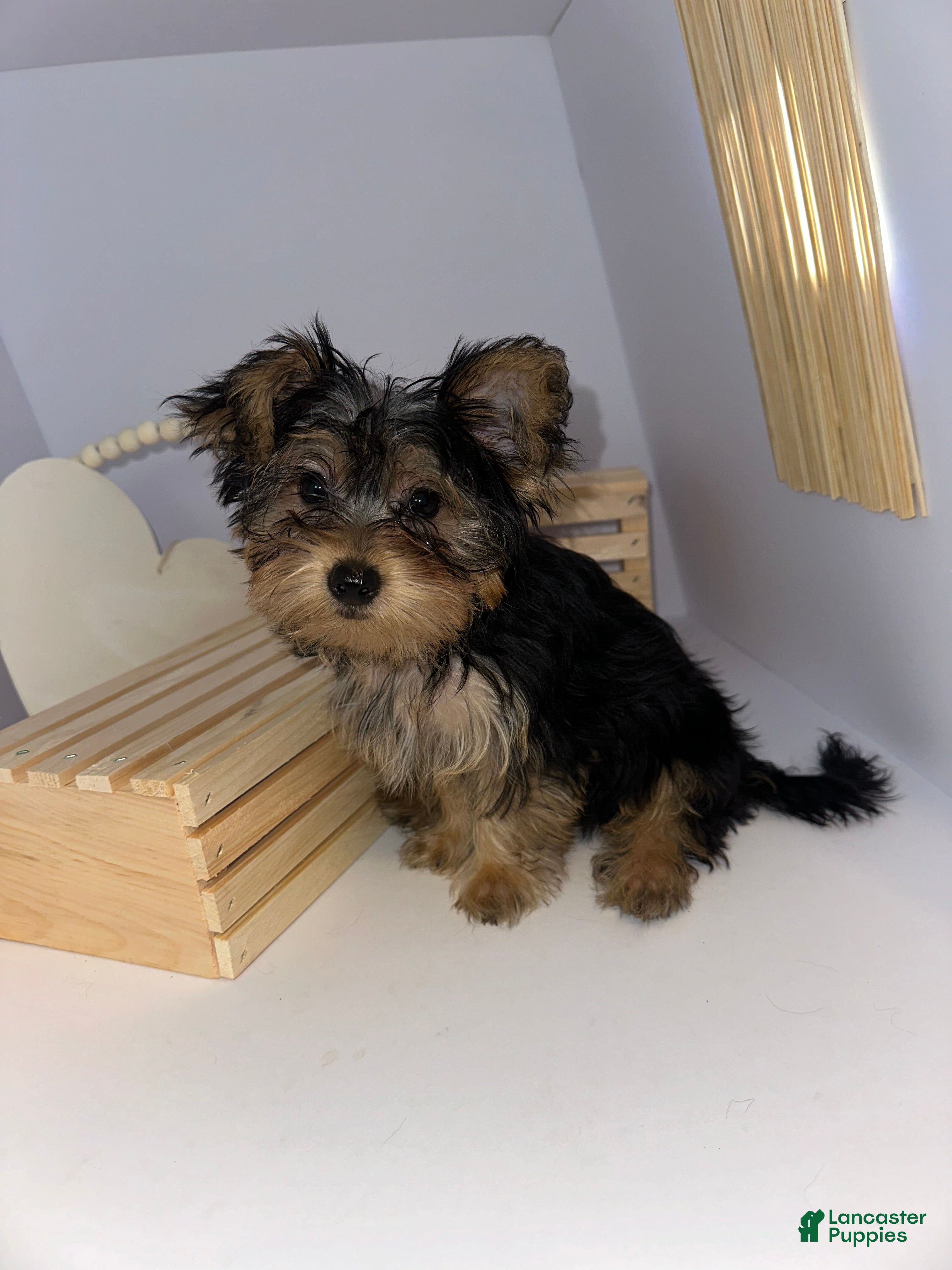 Yorkshire Terrier dogs Darling  - Ad 1