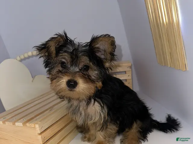 Yorkshire Terrier dogs for sale: Darling - Ad 1