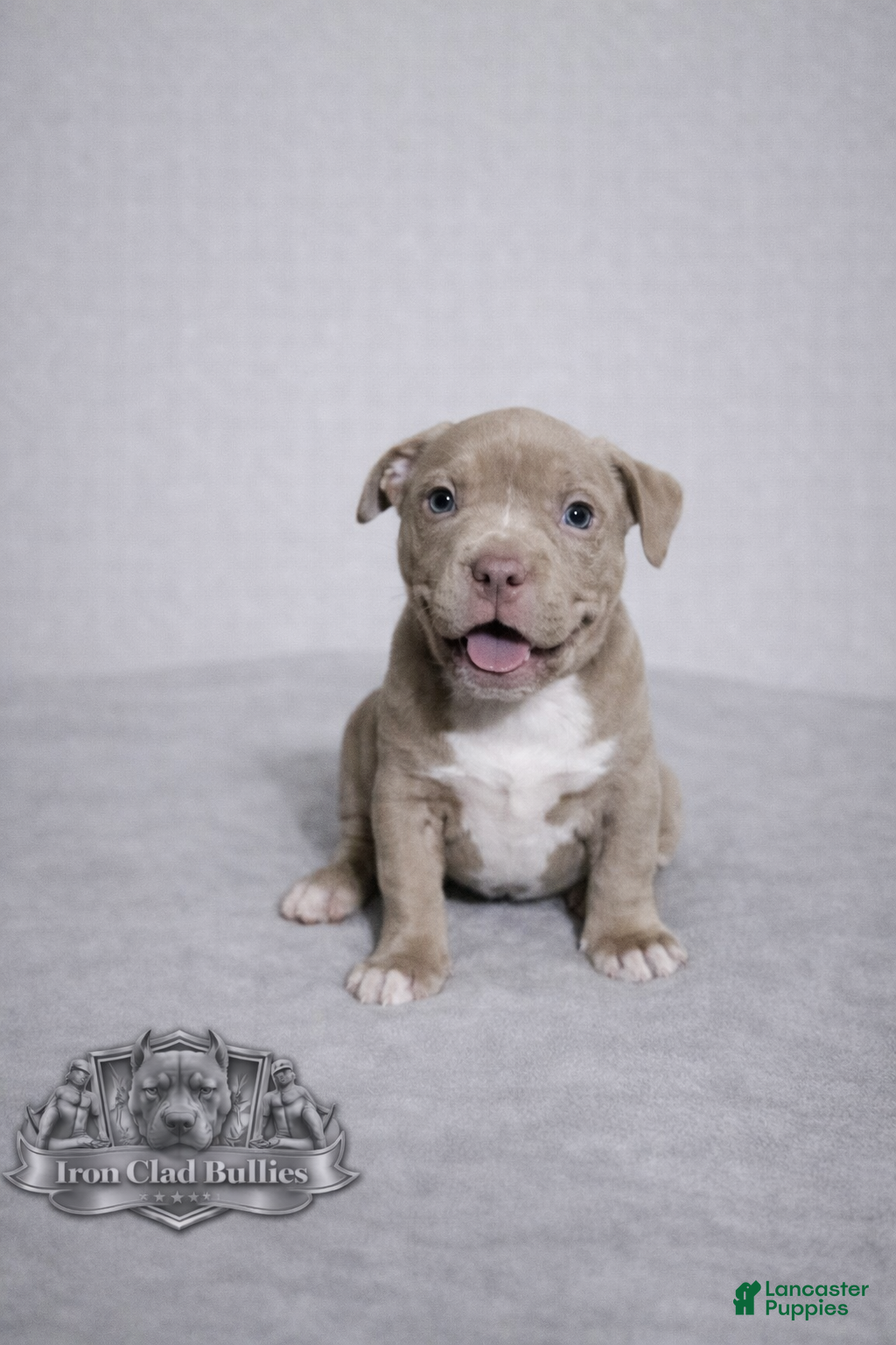 American Bully dogs Lilac and White Girl - Ad 2