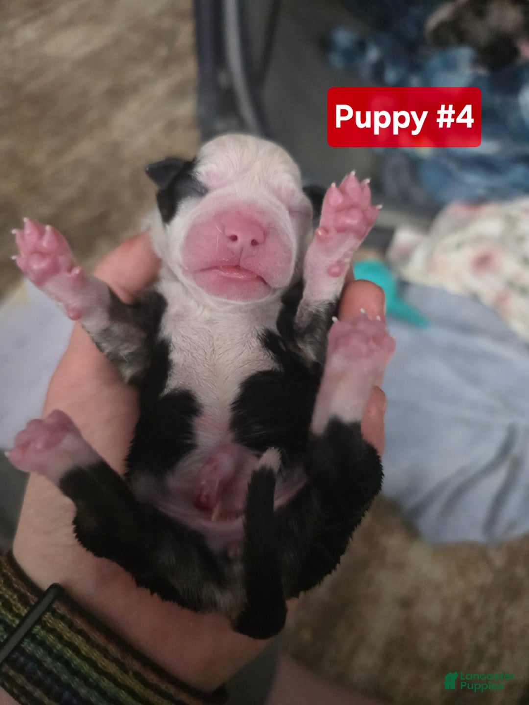 Mixed Breed dogs for sale: Red - Ad 2