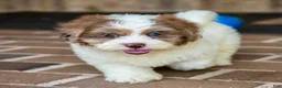 Shihpoo dogs for sale: Winston - Ad 3